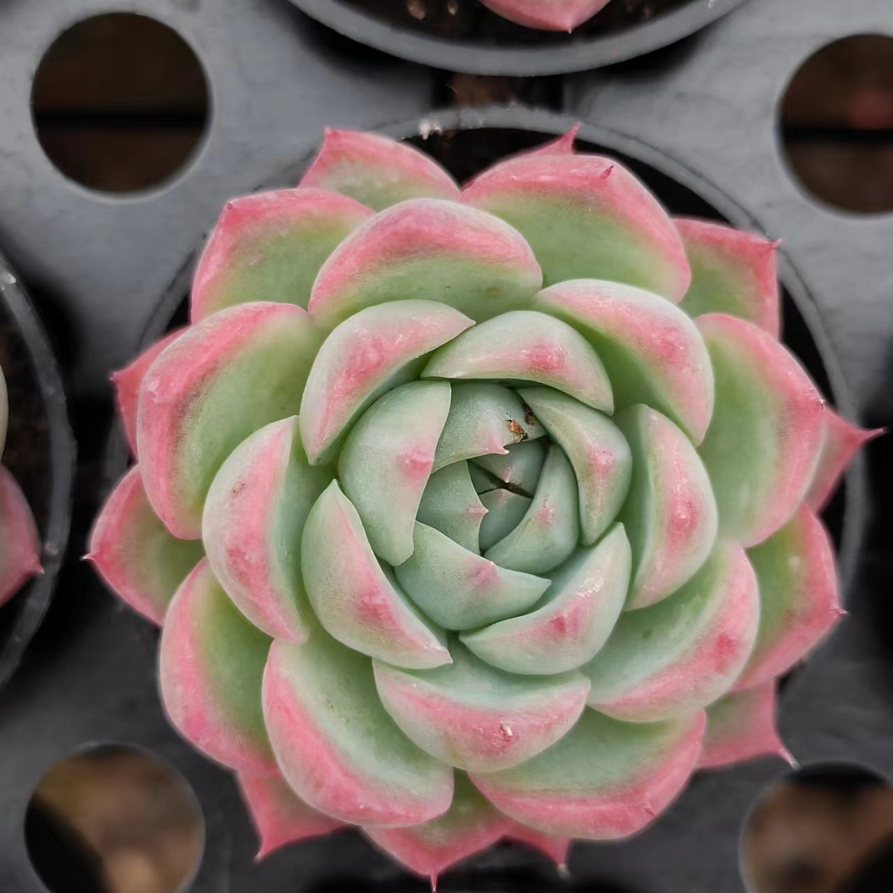 粉水晶Echeveria Pink Crystal,Single Head 5.5cm Pot