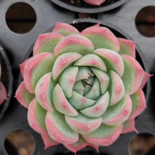 粉水晶Echeveria Pink Crystal,Single Head 5.5cm Pot