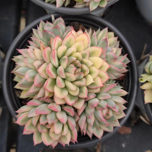女雏锦Varigated Echeveria Mebina.,Cluster 9cm Pot