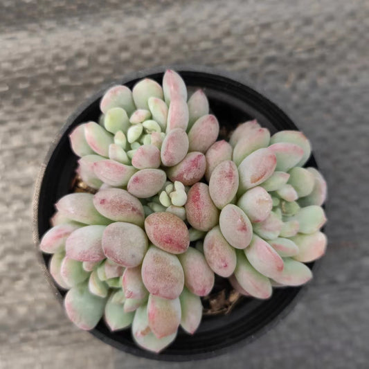 萌豆Echeveria Cute Beans,Cluster 5.5cm Pot