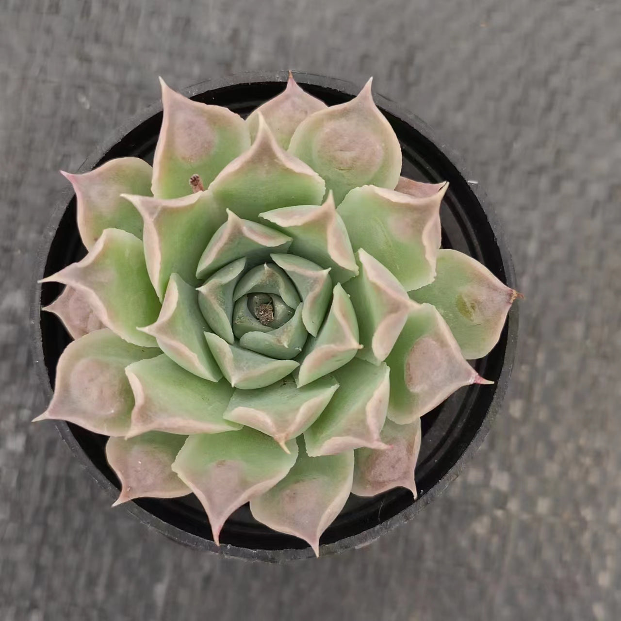 财路Echeveria Gilo,Single Head 5.5cm Pot