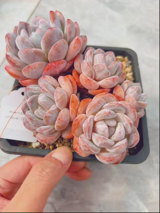 Unique!!No.,0578014,Echeveria Monroe,0578014,About 15cm