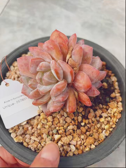 Unique!!No.0578013,Echeveria Monroe,About 10cm