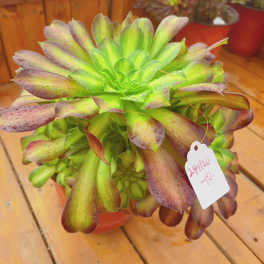 Unique!!No.241102-10.Aeonium Glorious Youth,Cluster.Sizes Shown in Photos.