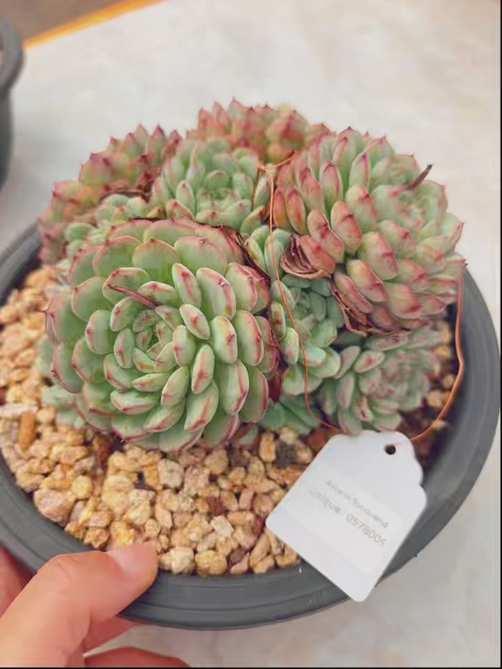 minima succulent Unique！！No.0578009，Echeveria Minima，About 15cm – aliceinsucculand