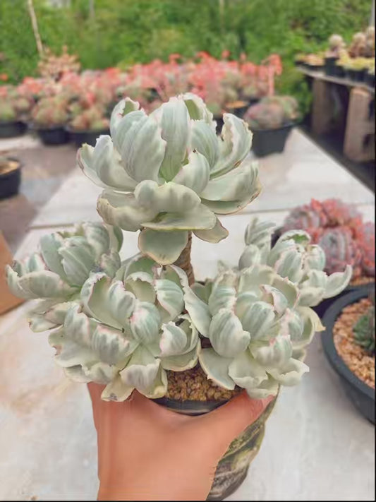 Unique!!No.0578011,Echeveria  Varigated Echeveria Berkeley,6 years old,About 20cm