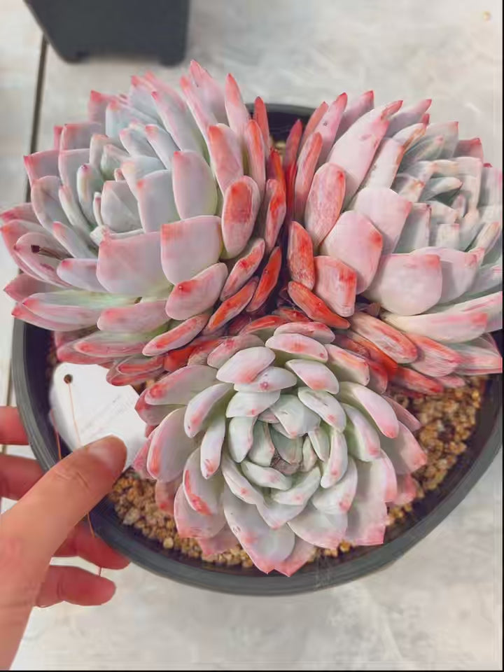 monroe succulent Unique！！No.0578012,Echeveria Monroe,About 20cm – aliceinsucculand