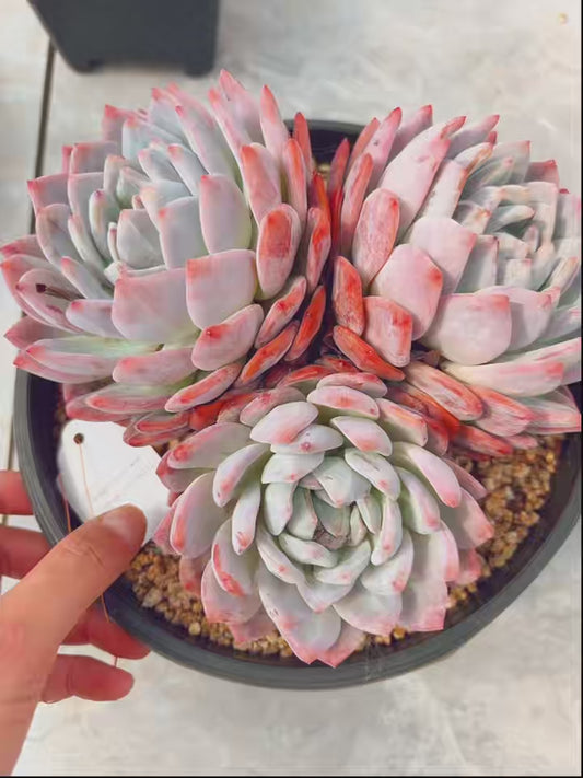 Unique!!No.0578012,Echeveria Monroe,About 20cm