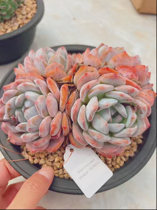 Unique!!No.0578010,Echeveria Monroe,About 18cm