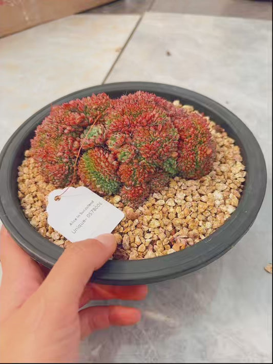 Unique!!No.0578008,Echeneria Minima Crest,About 12-15cm