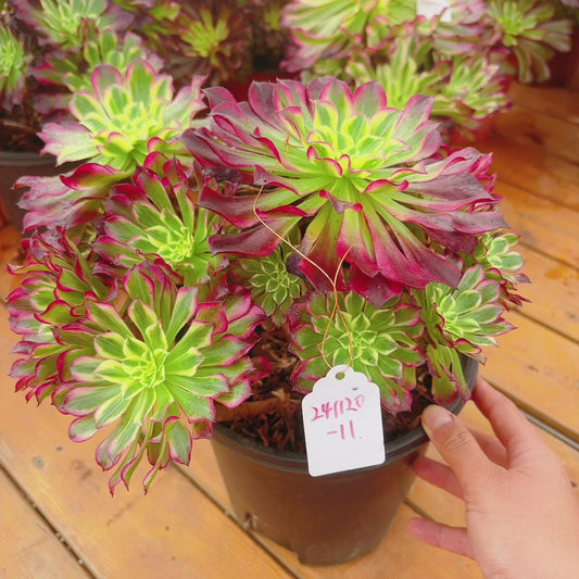 Unique!!No.241102-11.天和Aeonium Tian He,Cluster.Sizes Shown in Photos.