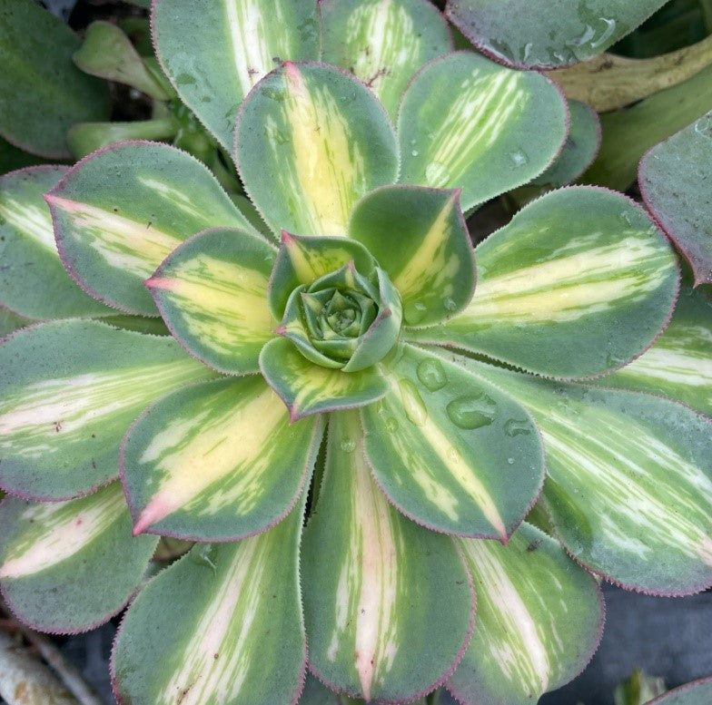 灿烂中斑 Middle Variegated mutant of Aeonium Sunburst,Cutting 15cm