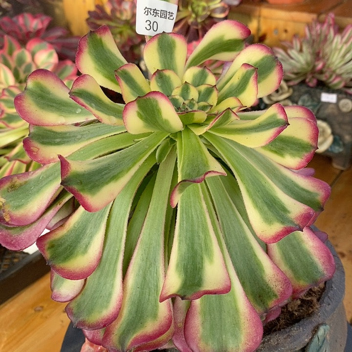 Aeonium Venus Var. (维纳斯锦)- Rare Imported Succulent | 2024 4 Inches