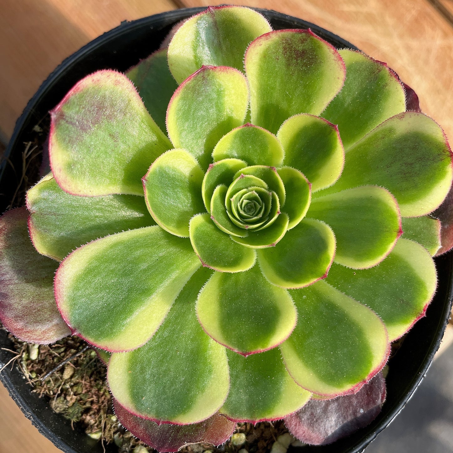 万圣节奶白 Aeonium Hollowing the Milky White,Cutting 10cm
