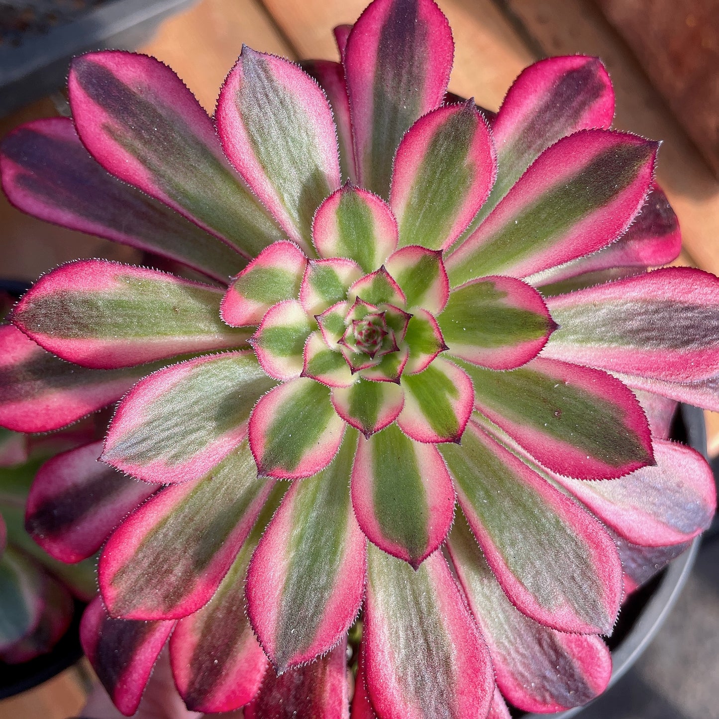 铜壶白  Aeonium Zwartkin the White,Single Head With Root 13cm