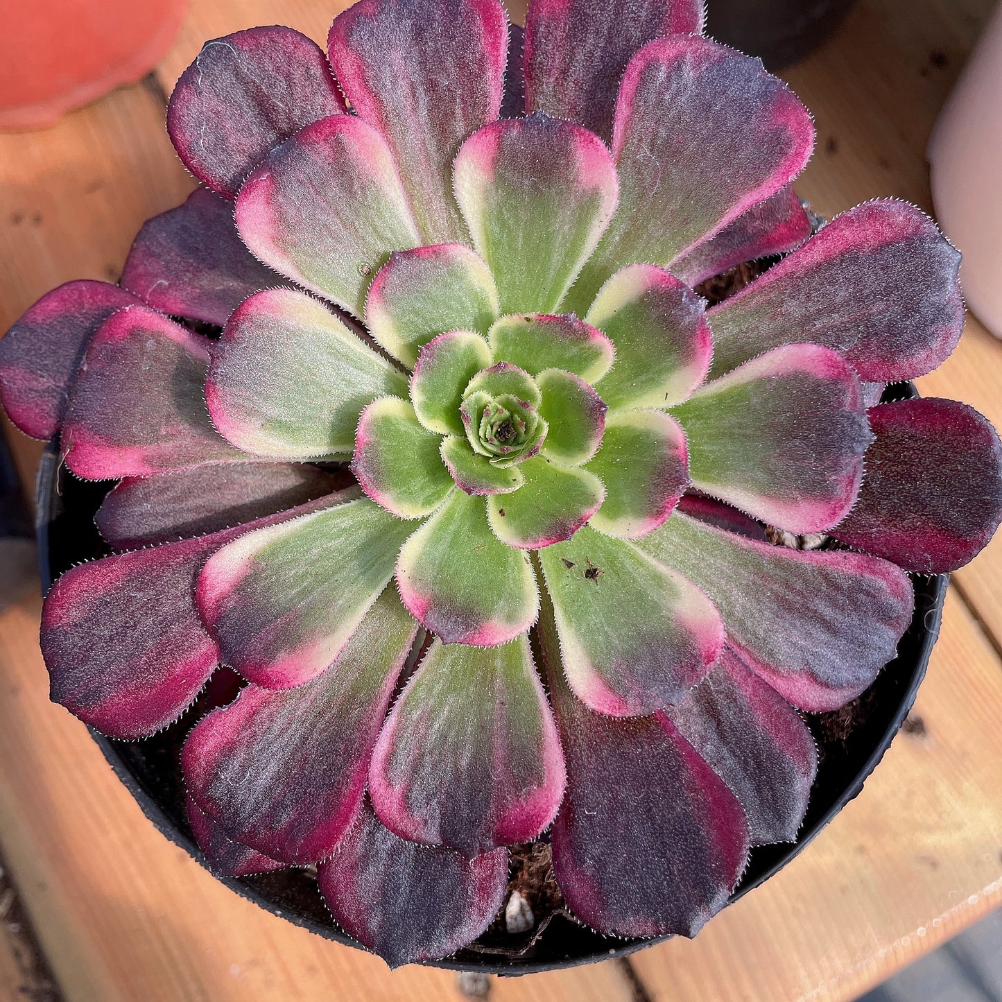 墨娅  Aeonium Black King Kong,Cutting  10cm