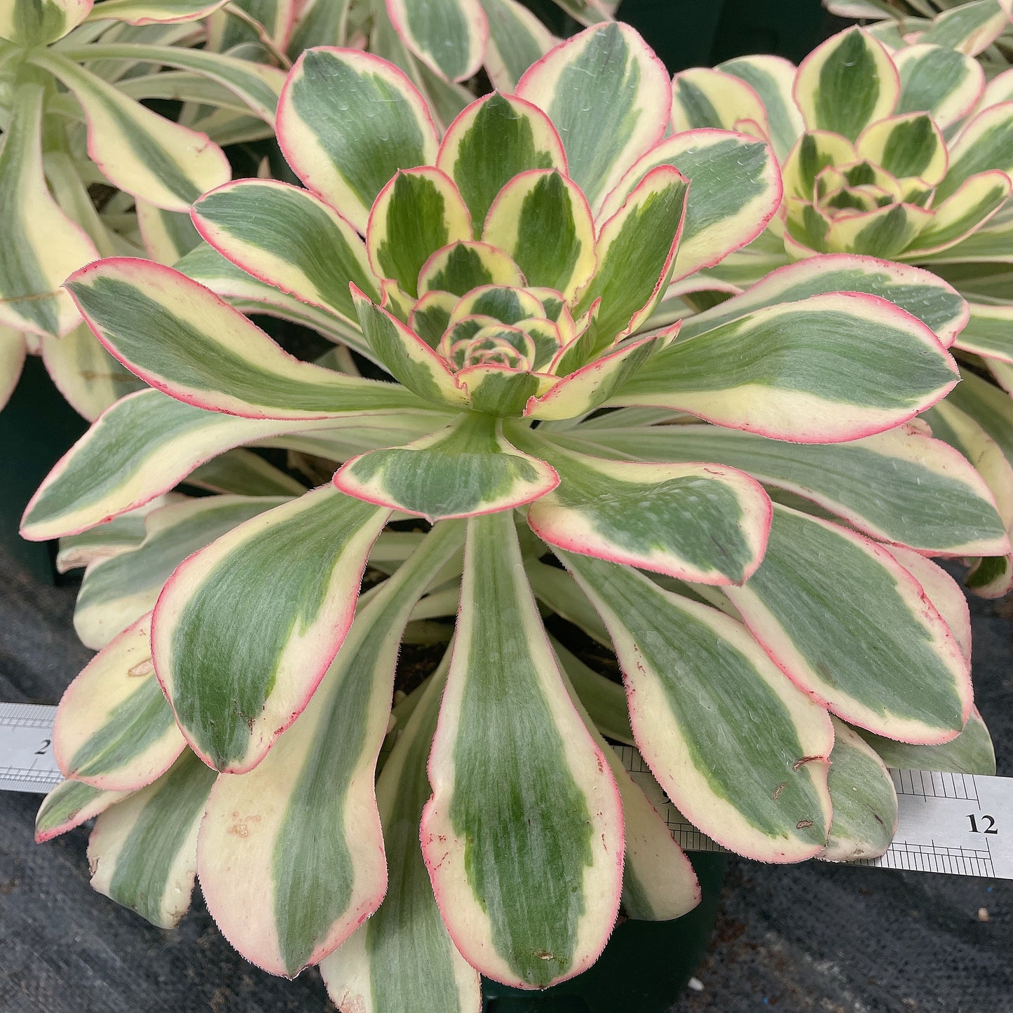 燕姿Aeonium Zeus,Cutting  10-15 cm