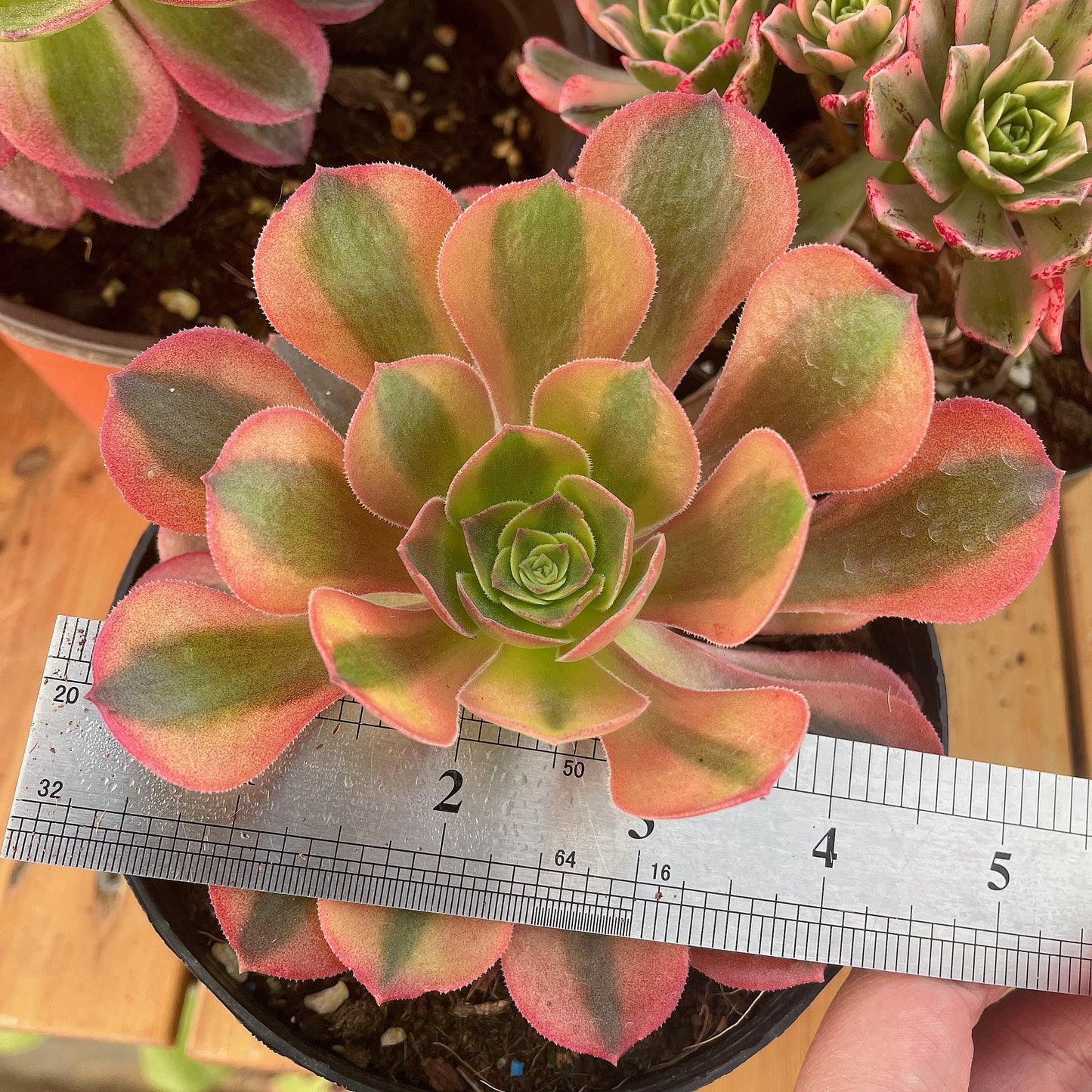 洛神Aeonium Luoshen,Single Head With Root 13cm