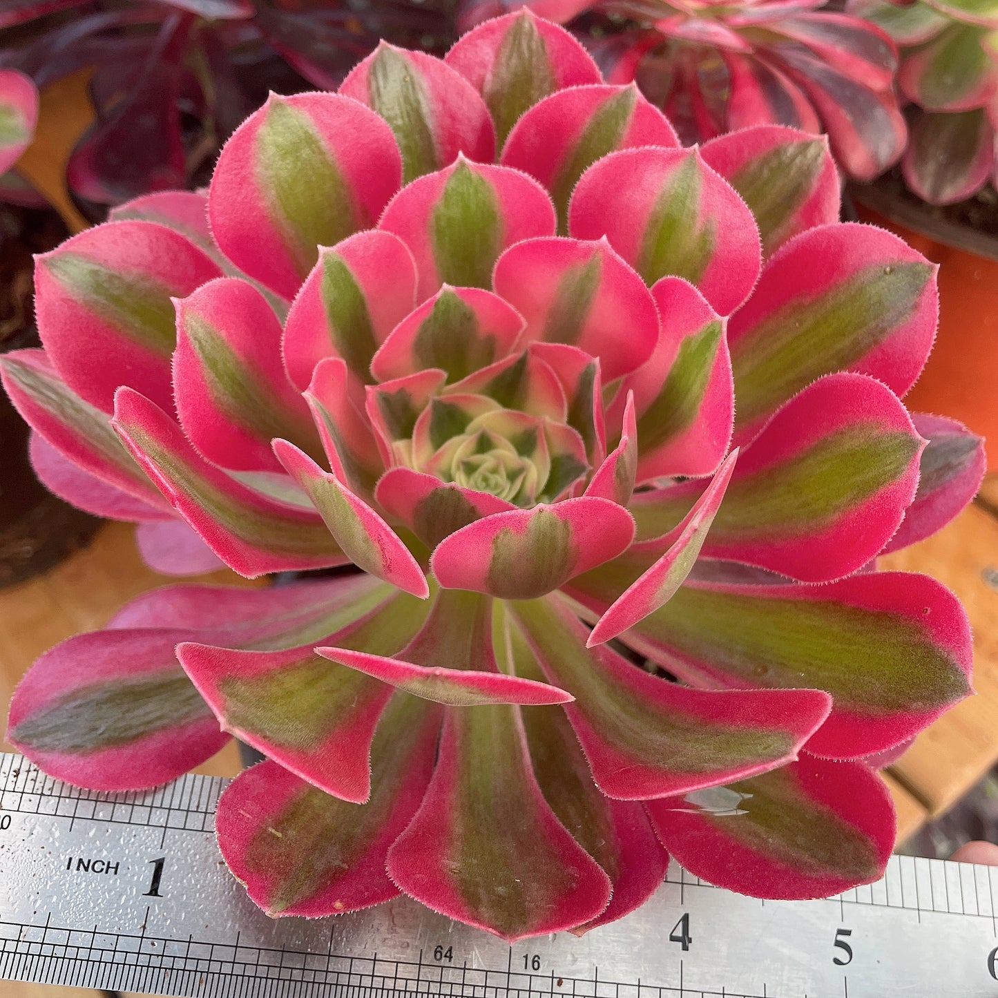 粉女巫 Aeonium Pink Witch,Cutting  10cm