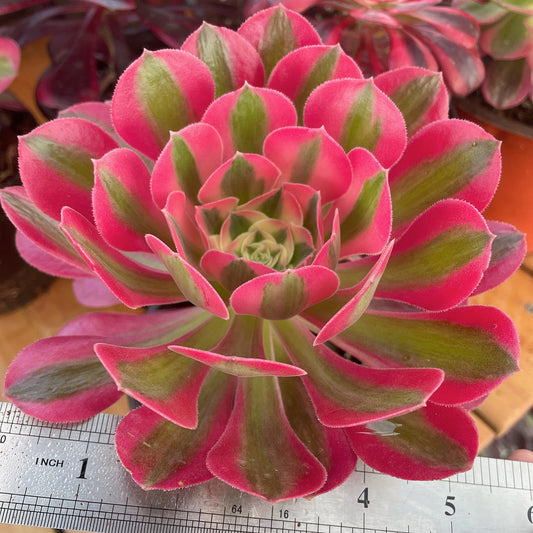 粉女巫 Aeonium Pink Witch,Cutting  10cm
