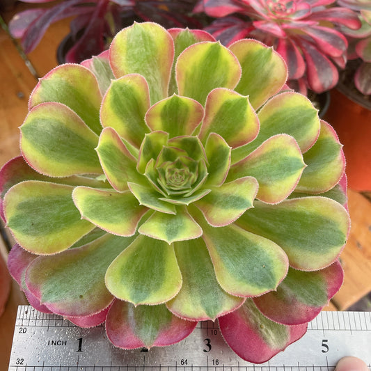 洛神Aeonium Luoshen,Cutting  10cm
