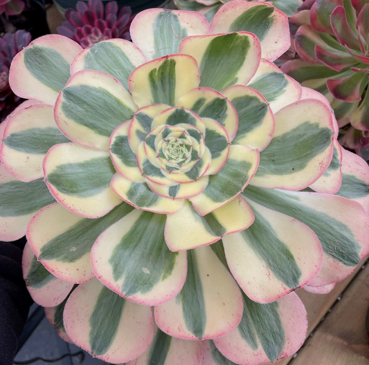 君美丽Aeonium Poseidon,Single Head With Root 20-25cm