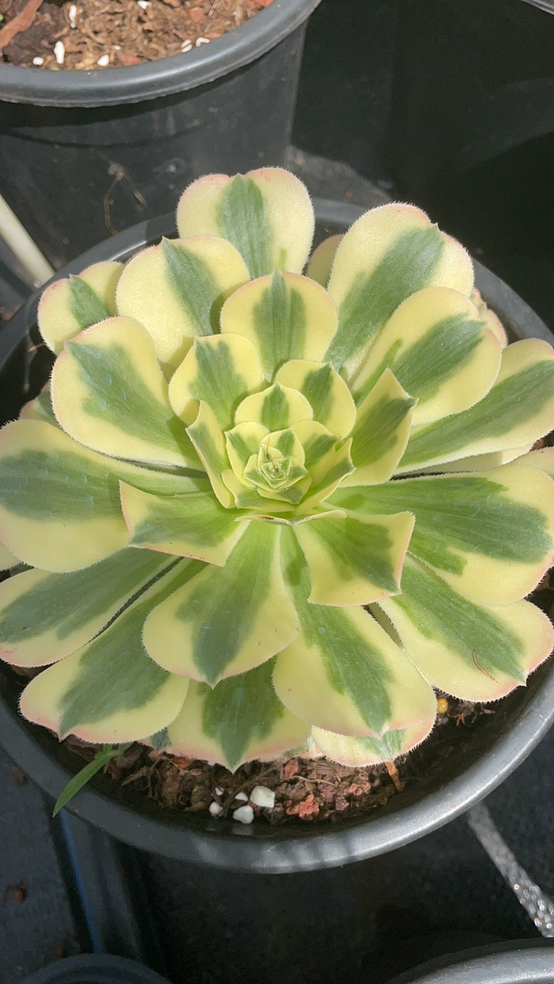 succulent medusa 绿豆沙Aeonium Medusa the Green,Single Head With Root 15cm – aliceinsucculand