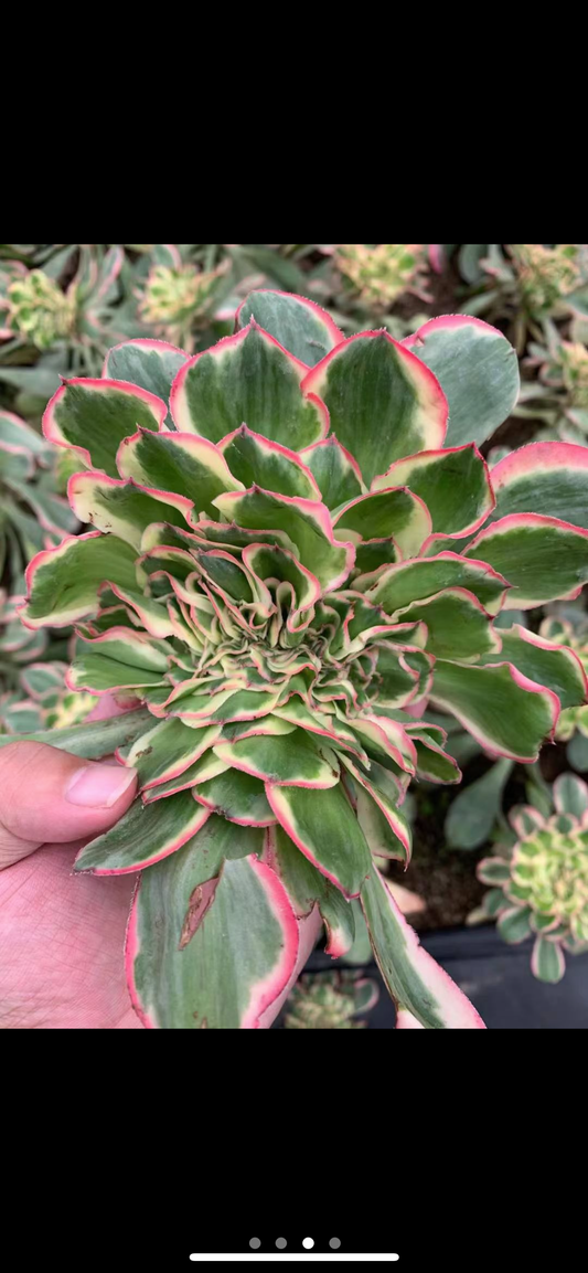 Pre-Sale!! Shipping in September!!!燕姿缀 Cristata.Aeonium Zeus，Cutting Crested Line 8cm Or Total 15cm
