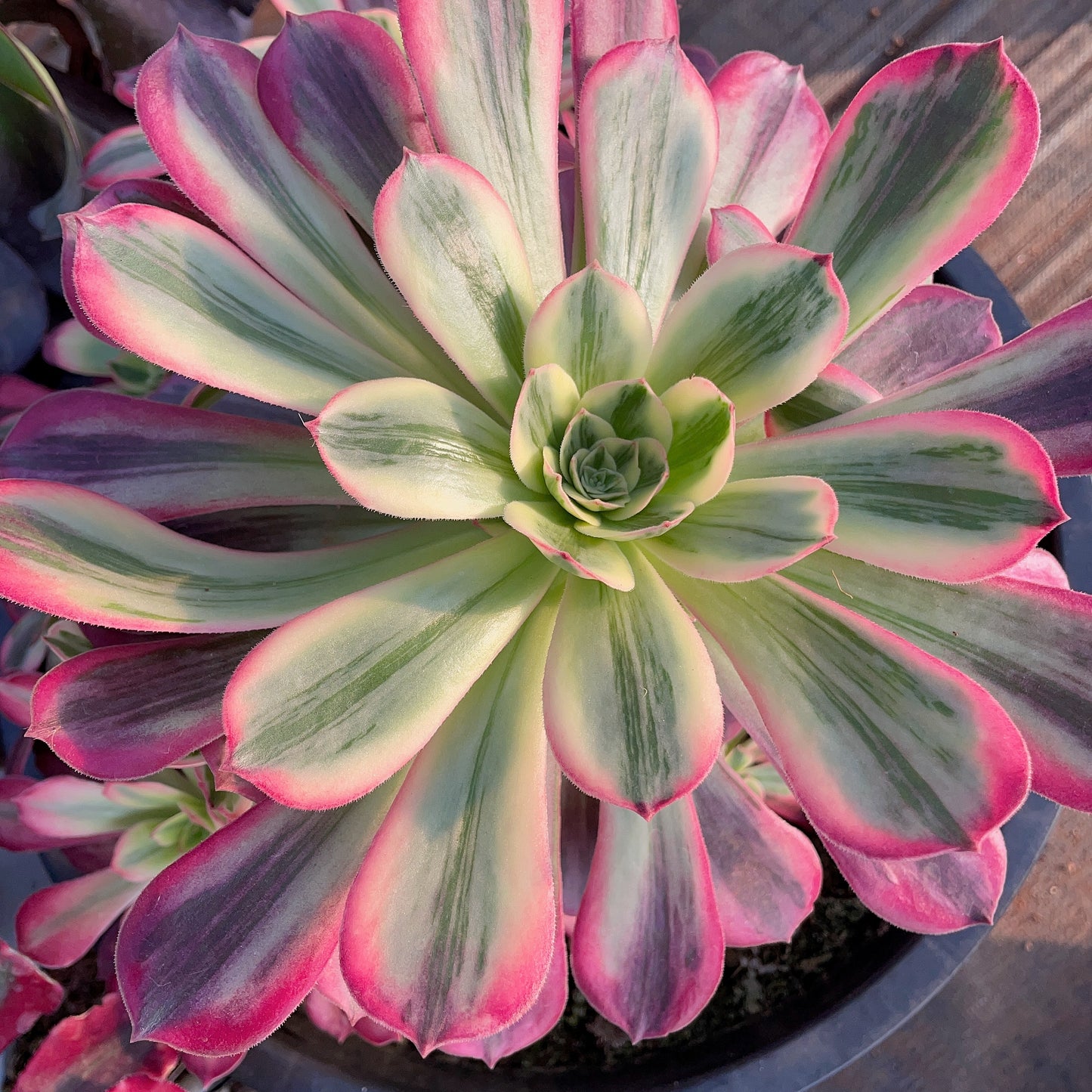 婚纱 Aeonium Wedding Dress,Cutting  10cm