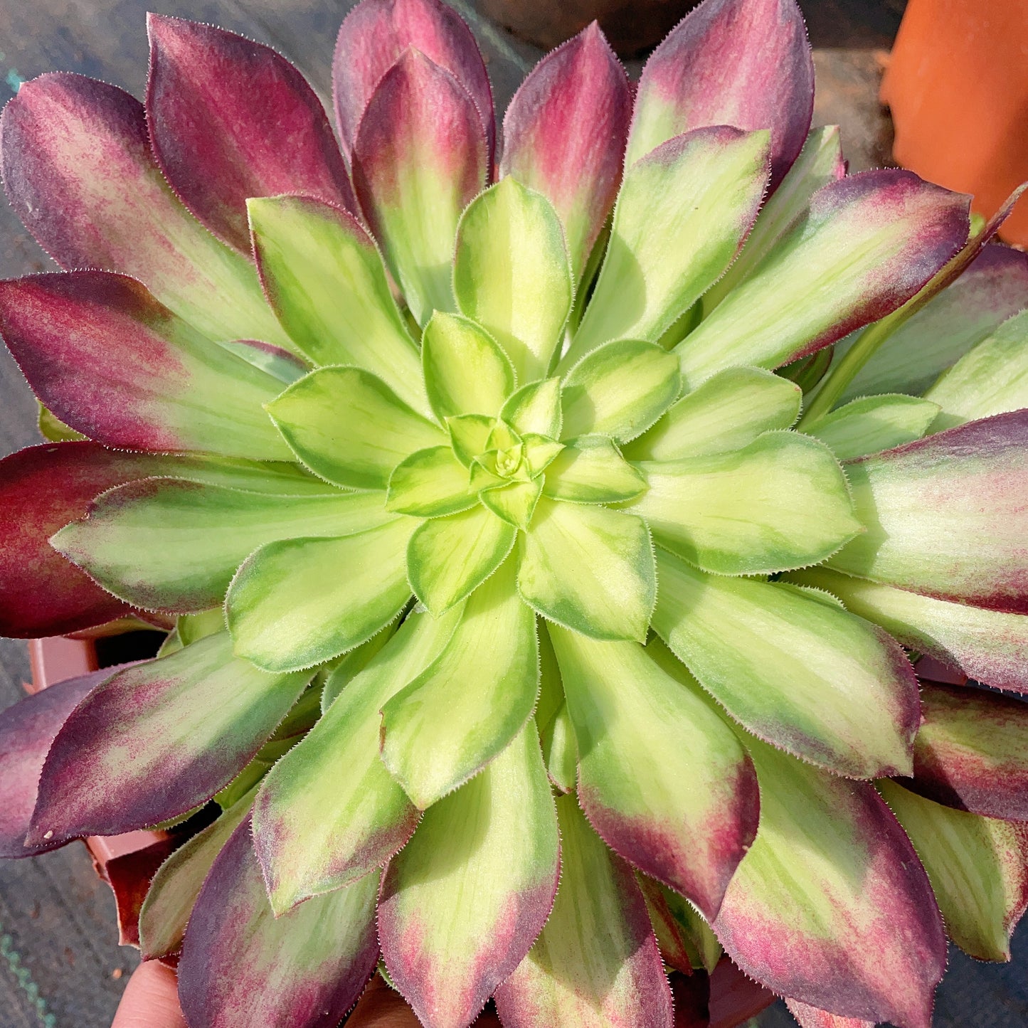 韶华Aeonium Glorious Youth/Middle Variegated Pink Witch,Cutting  15cm