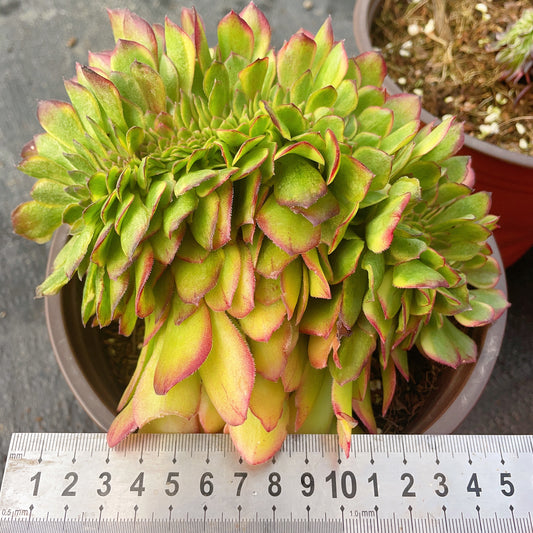 Pre-Sale!! Shipping in September!!!奶白缀 Cristata. Aeonium Hollowing the Milky White，With Root Total 15cm
