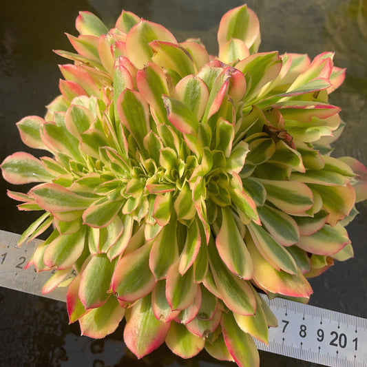 Pre-Sale!! Shipping in September!!!洛神缀化 Cristata. Aeonium Luoshen，With Root Total 18-20cm