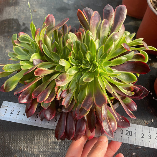 Pre-Sale!! Shipping in September!!!欧嘉丽缀化Cristata.Aeonium Superbang，With Root Total 18-20cm