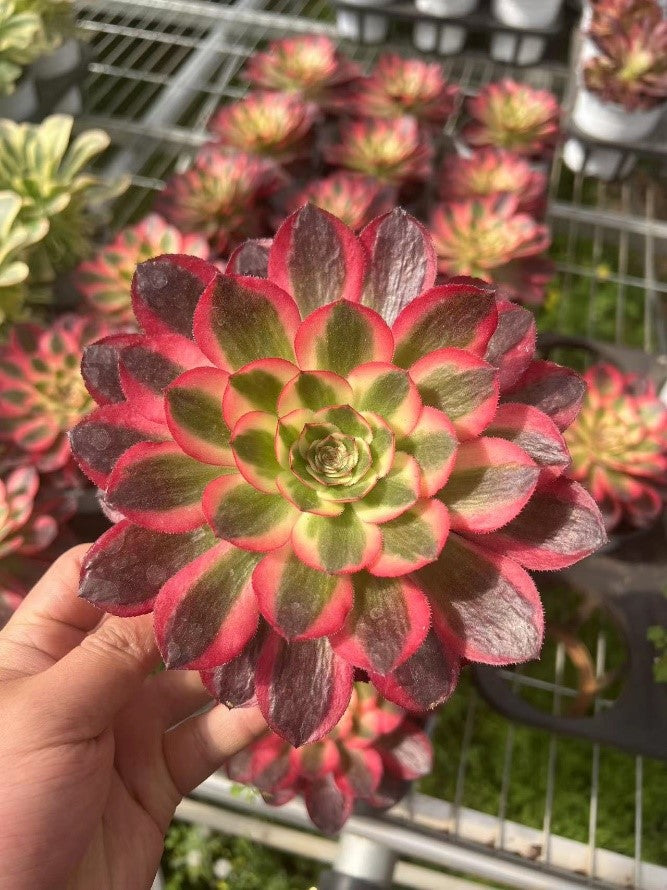 倾城Aeonium Allure,Single Head With Root 13cm