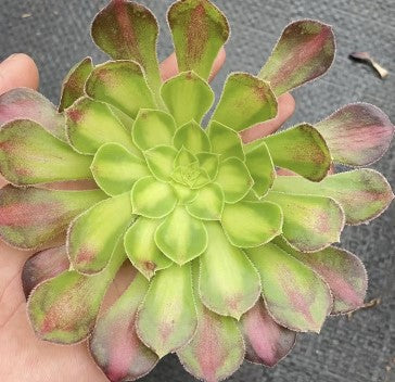 铜颜Aeonium Tong Yan,Cutting  10cm