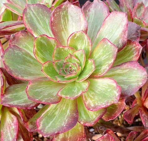 万圣节拉丝锦 Aeonium Hollowing the Brushed Varigated,Cutting 10-12cm