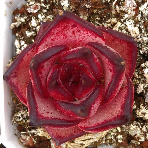 血罗单头 Echeveria agavoides Romeo SP.Single head 7 cm Pot