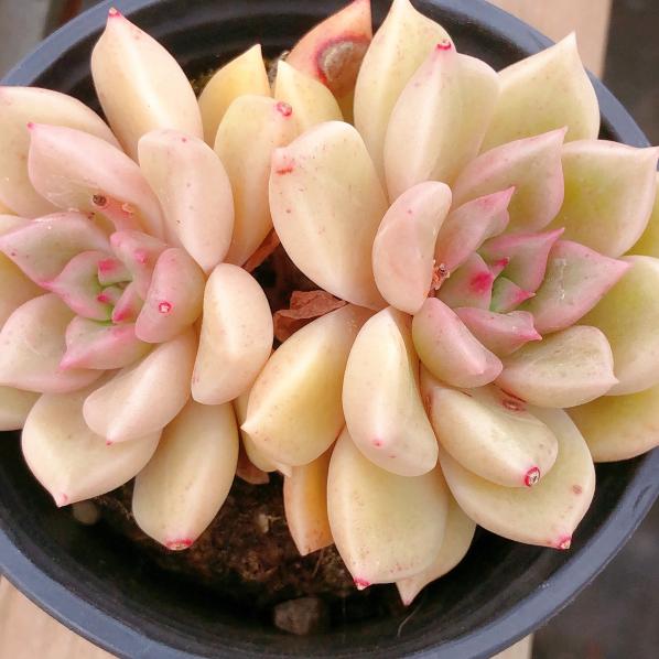 Pre-Sale!! Shipping in September!!!璀璨双头Echeveria Pink bright 