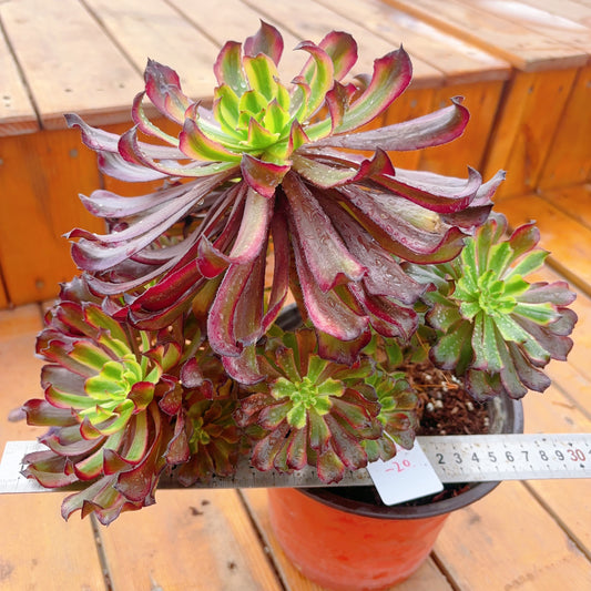 Unique！！No.241102-20.Aeonium Black Peony，Cluster.Sizes Shown in Photos.