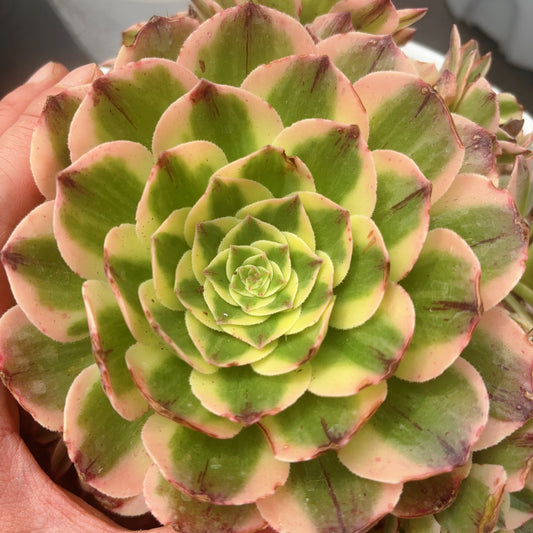 伊丽莎白，Aeonium Elizabeth，Cutting 12cm