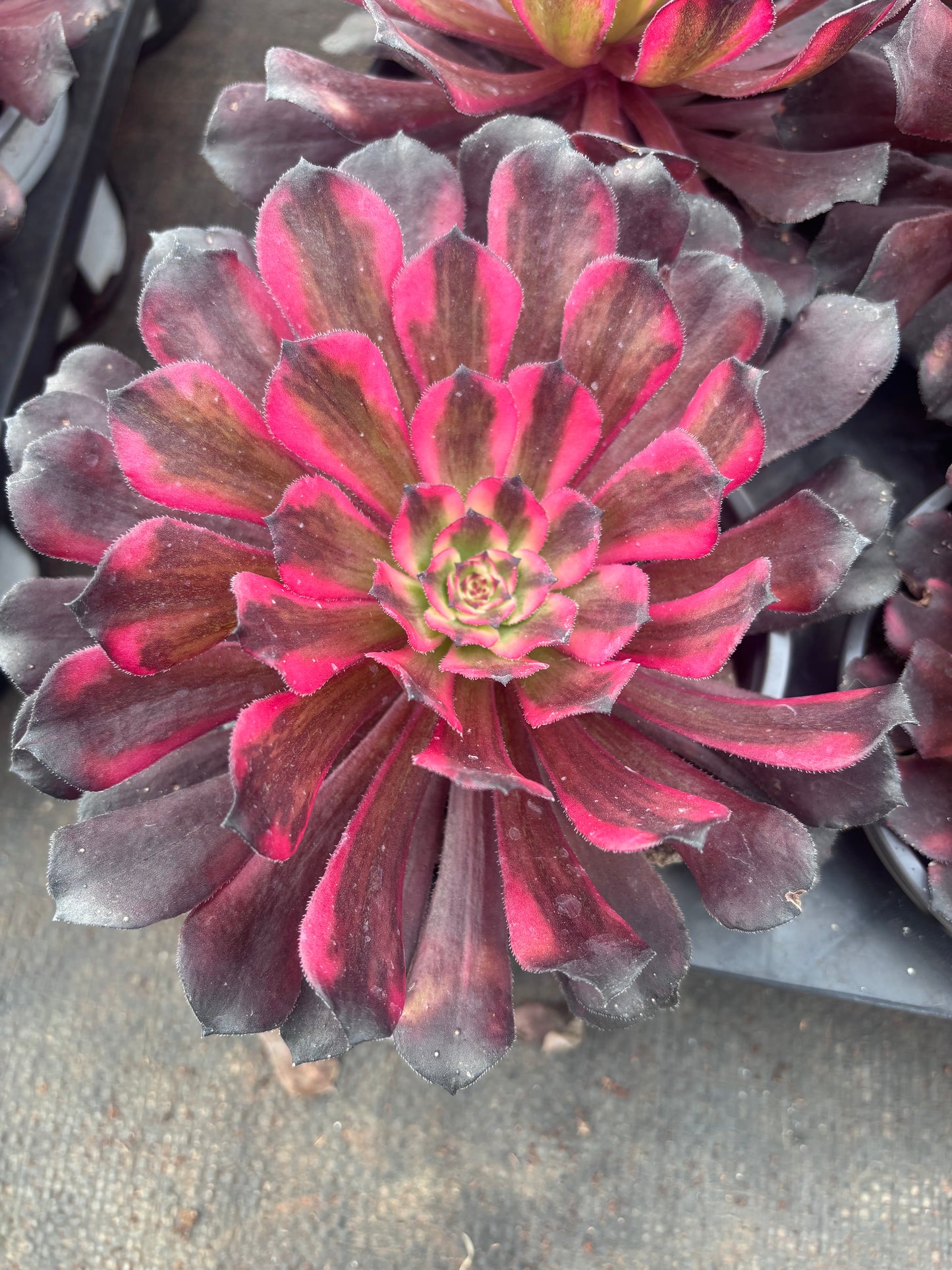 粉体黑金刚，Aeonium Pink King Kong，Single head 13cm