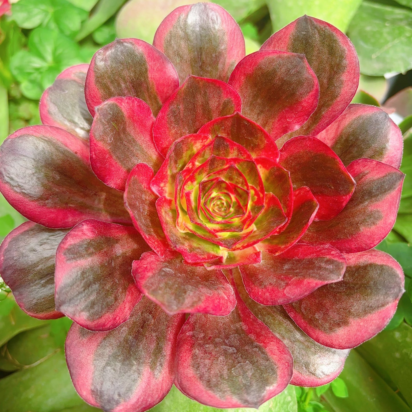 魅金玫瑰锦，Aeonium Black Gold Rose Varigated，Cutting 10cm