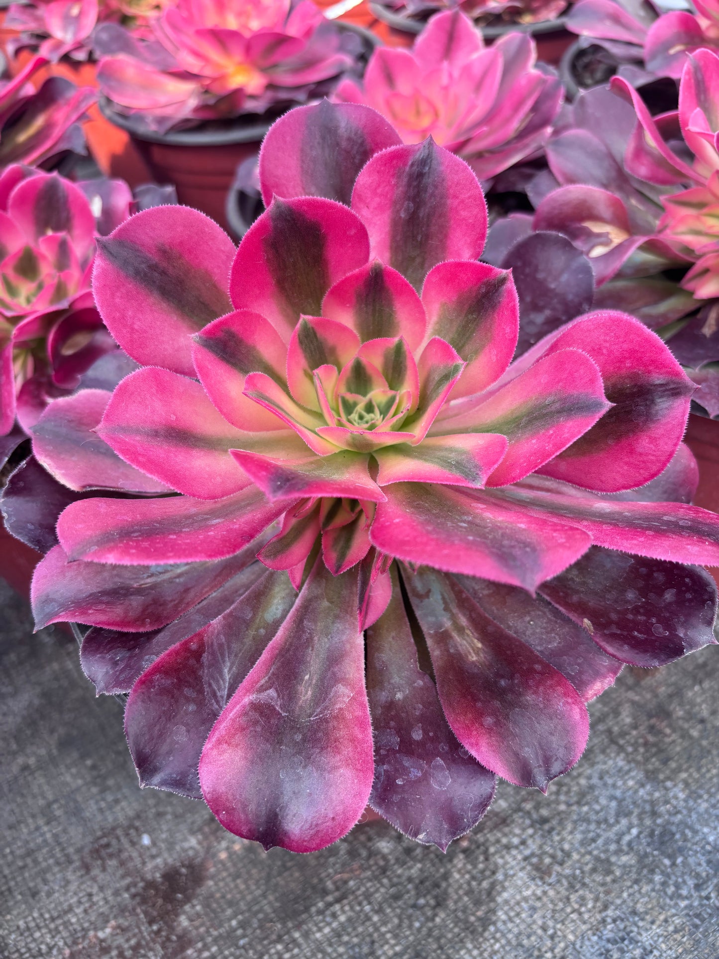 香妃，Cluster Aeonium Princess，15cm，At Least 5 side heads.