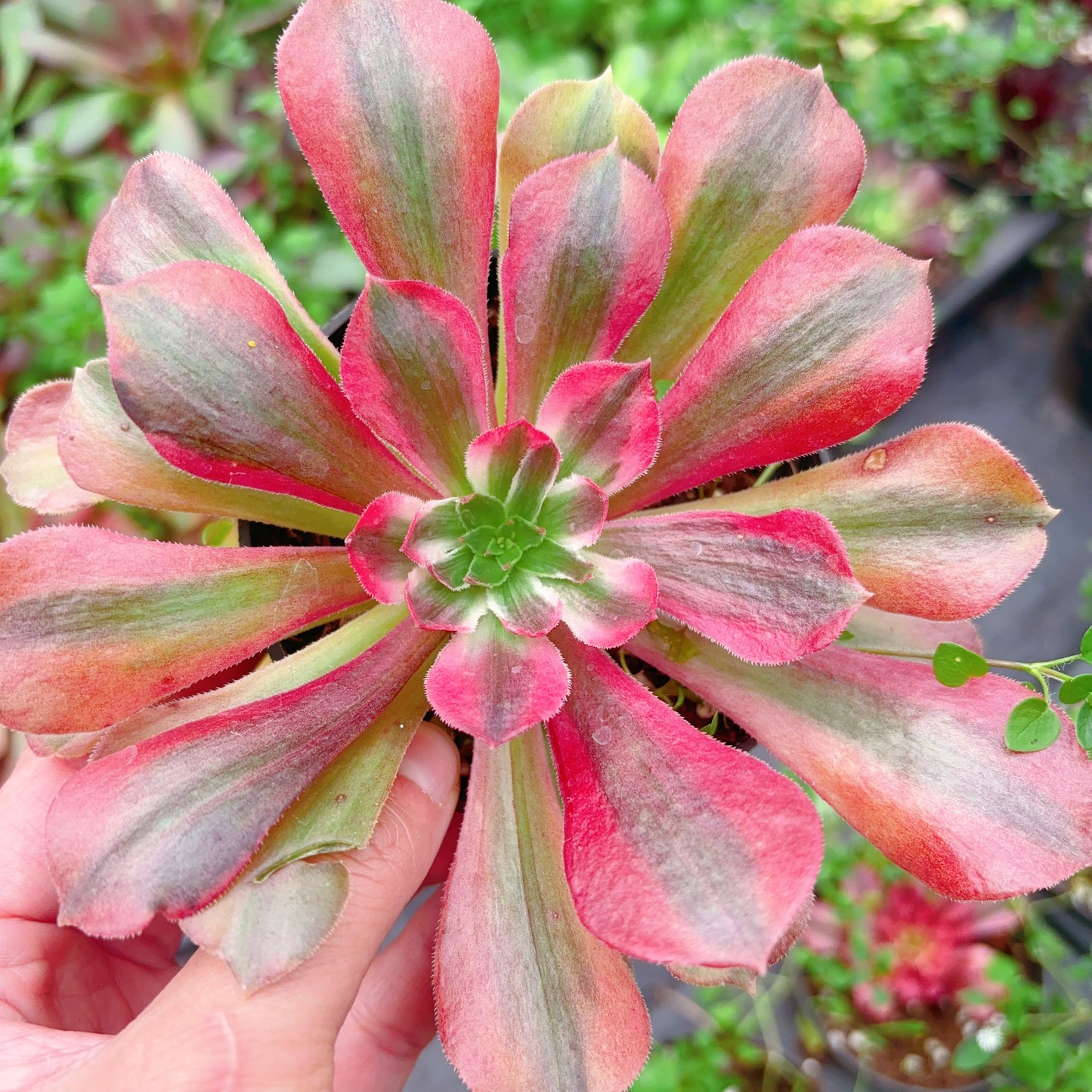 金辉，Aeonium Golden Glow，Cutting，10cm