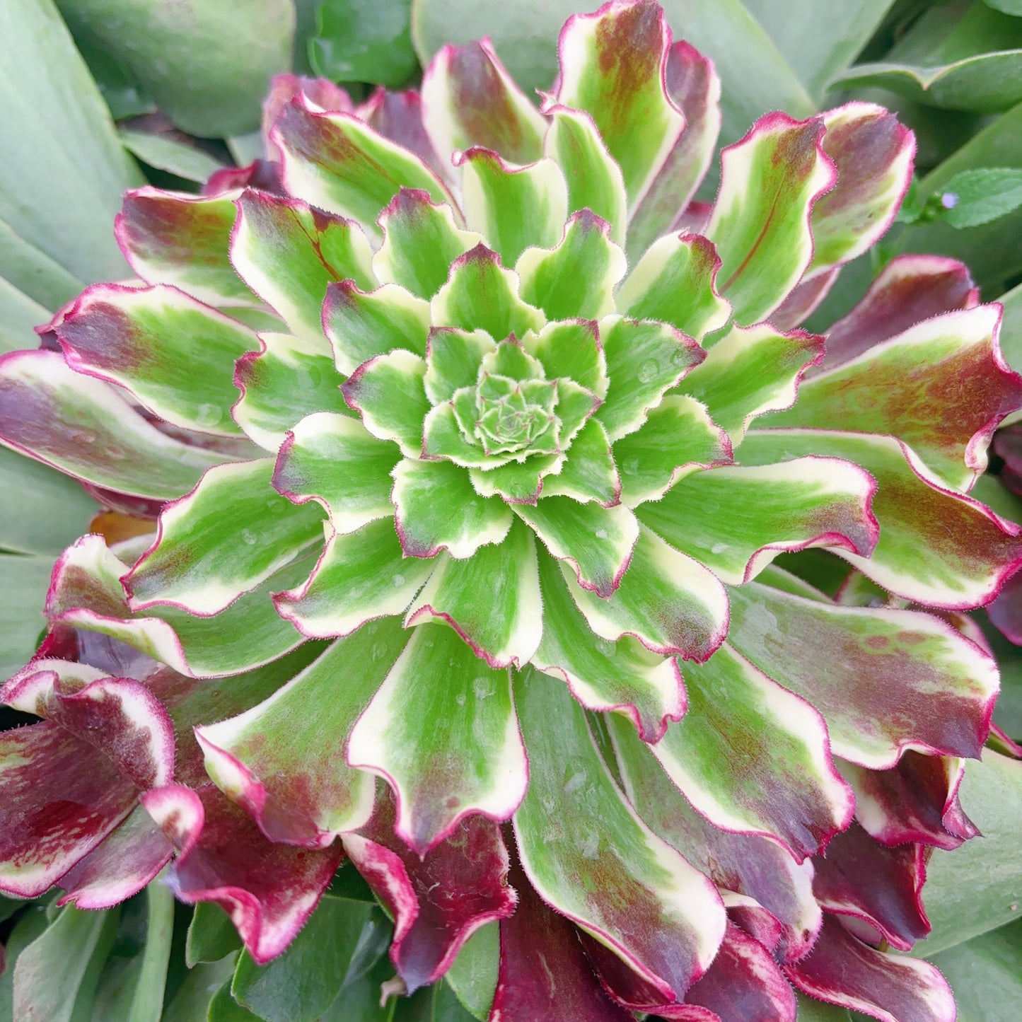 铜花，Aeonium Copper Flower，Cutting 10cm