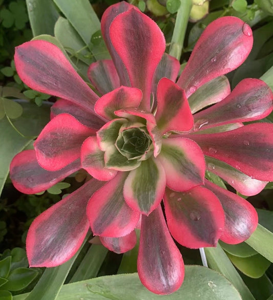 女妖，Aeonium Banchee，Cutting 10cm