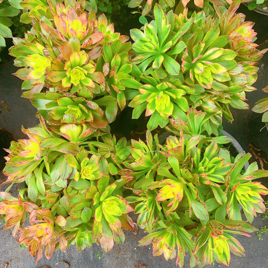 荷花，Aeonium Lotus，Cluster，20cm，At Least 8 heads