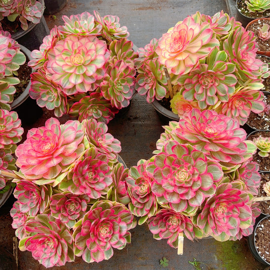 海神，Aeonium Nereus，Cluster，20-25cm，At Least 10 heads