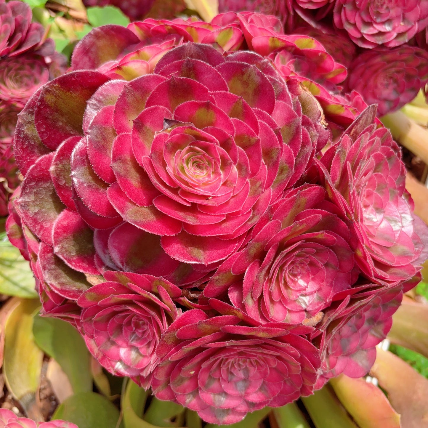 Pre-sale！！！！Shipping in September！！！！！荔枝，Aeonium Litchi，cluster，20-25cm