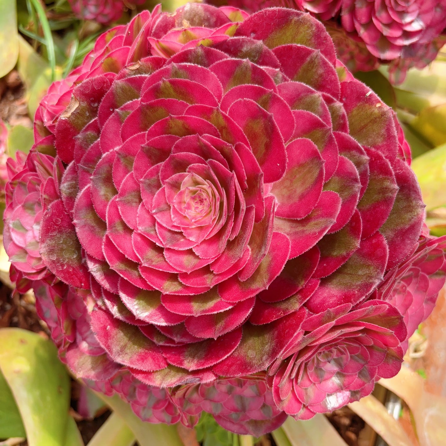Pre-sale！！！！Shipping in September！！！！！荔枝，Aeonium Litchi，cluster，20-25cm